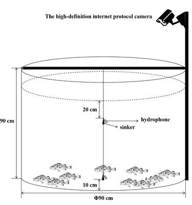 Study on feeding behavior and biological sound of Sebastes schlegelii